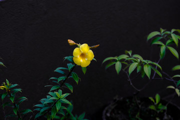 Allamanda the beautiful yellow flower
