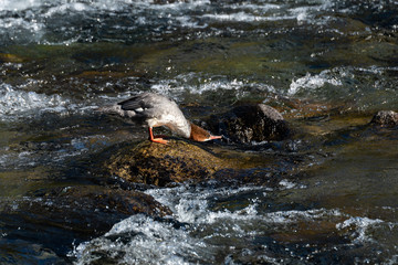 Obraz premium Merganser standing on a rock in the Brooks River drinking water, Katmai National Park, Alaska, USA 