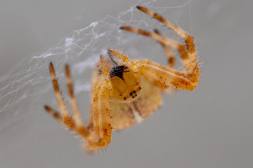 Spinne