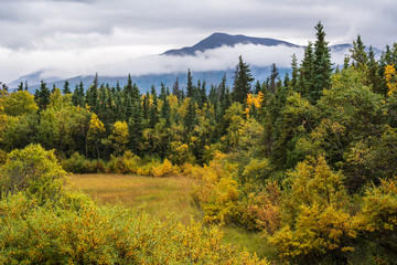 Alaskan landscape in fall color, yellow marsh grass, yellow and green trees and bushes, overcast and cloudy day, mountain in background, Katmai National Park, Alaska, USA
