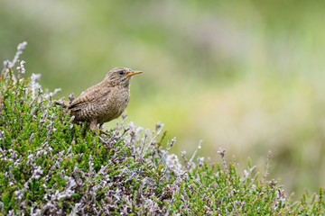 Eurasian Wren - Troglodytes troglodytes, small brown perching bird from European meadows and grasslands, Shetlands, UK.