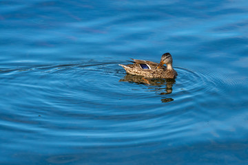 Mallard duck swimming in the Brooks River, Katmai National Park, Alaska, USA
