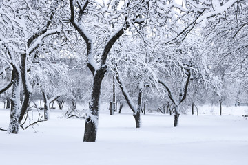 Winter snow tree