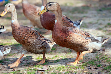 Peaceful autumn photo taken at the poultry farm in the countryside