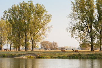 Jesienny krajobraz nad rzeką Wartą © Agnieszka Witczak