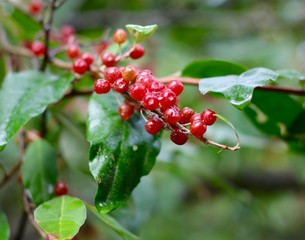A close view of the red poison berries on the bush branch.