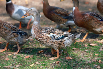 Peaceful autumn photo taken at the poultry farm in the countryside