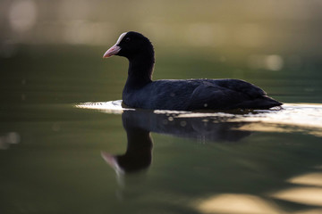 portrait of coot on the lake