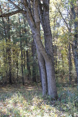 Obraz premium hugging trees