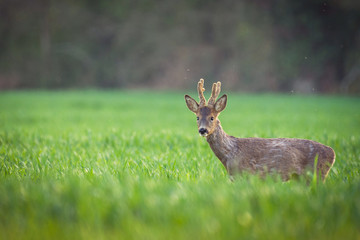 deer in a field