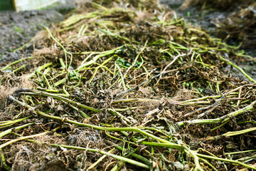 A bunch of dry stalks of potatoes in the garden