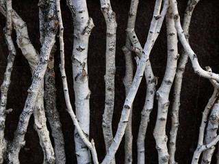 Naklejka premium Birch vertical logs on a brown background.
