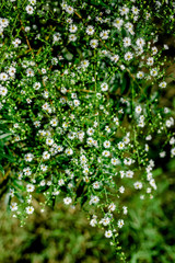 Fototapeta premium Tiny White Wild Flowers