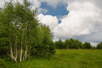 Fototapeta na wymiar Birches on the edge of a forest glade