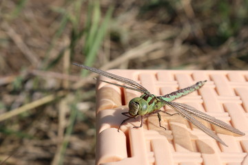 Green dragonfly closeup on a wicker surface