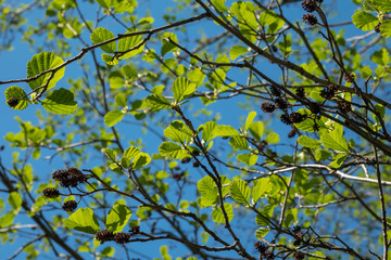 Green young black alder leaves in sunny day