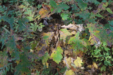 dark green leaves in sunlight