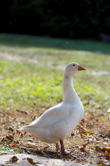 Peaceful autumn photo taken at the poultry farm in the countryside