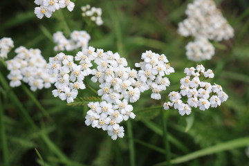 White flowers are small on one stem close-up