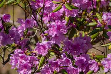 Lilac flowering rhododendron bush 
