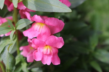 Pink Antirrhinum close-up. Garden Flowers
