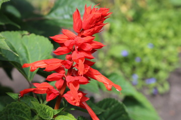 Red Salvia close up. Flower