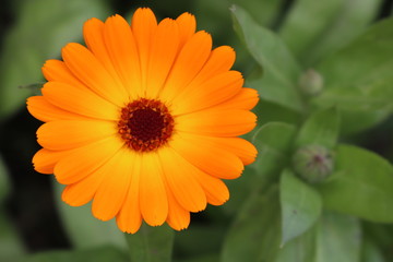 Orange Calendula Flowers Close Up