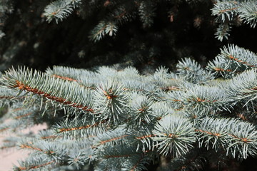 Naklejka na ściany i meble Branches of a blue christmas tree closeup