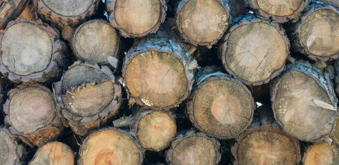 texture of cut and stacked wood logs