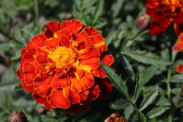 Red-yellow marigold closeup.