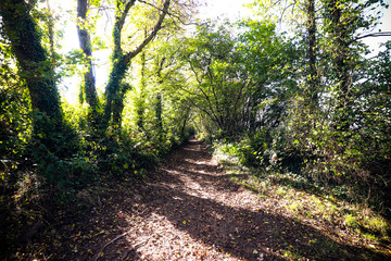 Fototapeta premium Path through Devon woods