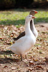 Peaceful autumn photo taken at the poultry farm in the countryside