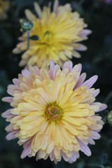 Yellow, lilac, pink, tender chrysanthemums