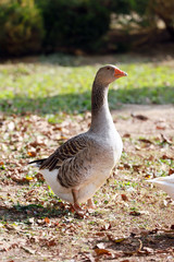 Peaceful autumn photo taken at the poultry farm in the countryside
