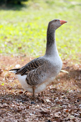 Peaceful autumn photo taken at the poultry farm in the countryside