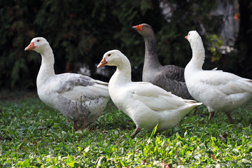Peaceful autumn photo taken at the poultry farm in the countryside