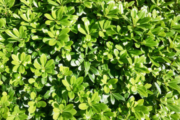 Green leaves wall background