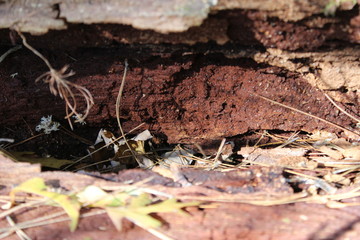 rotted out tree stump