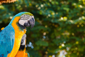 A portrait of a Blue-and-yellow macaw.