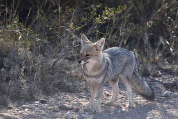 Naklejka premium Zorro en el bosque