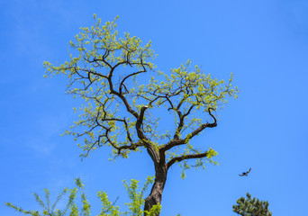 Branch of a tree