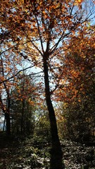 Fototapeta premium Contre-jour in the autumn forest