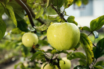 Fresh organic orchard full of riped green apples before harvest