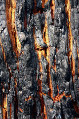 burnt trunk