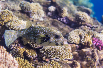 Whitespotted puffer