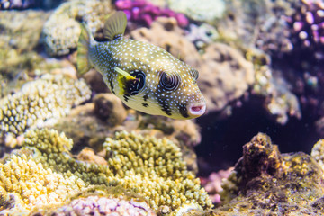 Whitespotted puffer