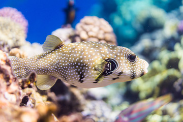 Whitespotted puffer © Sergey