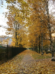 autumn alley in the evening