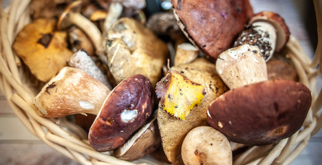 Fresh forest mushrooms in the basket, porcini , brown cap boletus , mosses, macro.