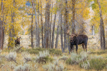 Fototapeta na wymiar Bull and Cow Shiras Moose Rutting in Fall